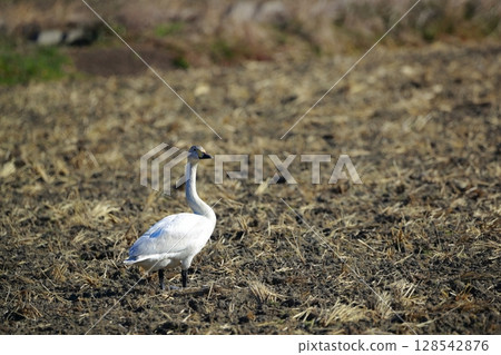 Hokkaido Swan on Lake Tofutsu 128542876