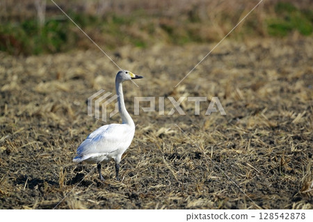 Hokkaido Swan on Lake Tofutsu 128542878