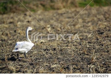 Hokkaido Swan on Lake Tofutsu 128542879