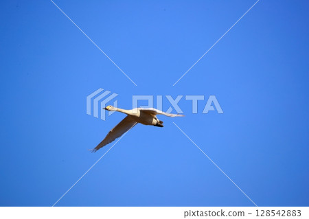 豆腐湖上的北海道天鵝 128542883