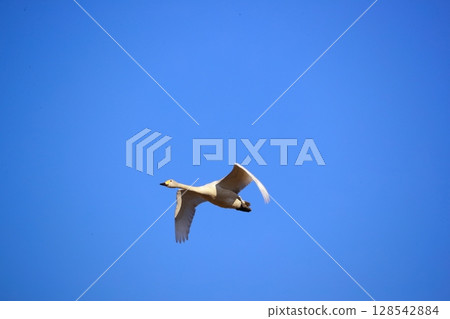 豆腐湖上的北海道天鵝 128542884