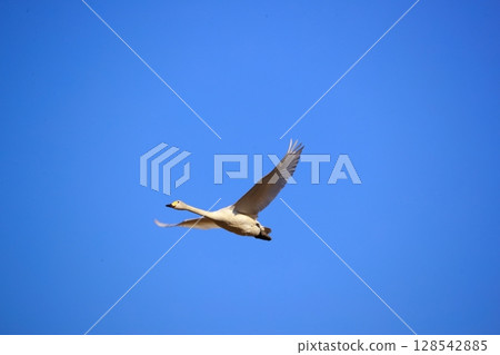 豆腐湖上的北海道天鵝 128542885