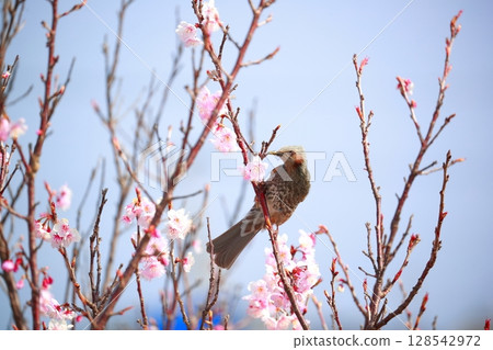 Bulbul Bulbul 128542972