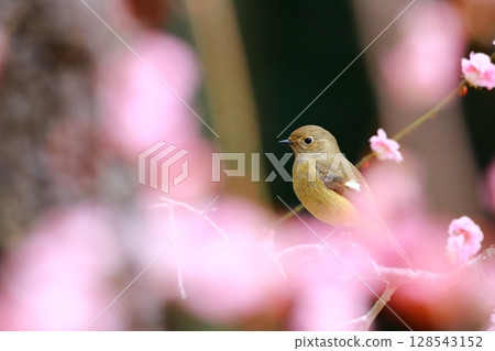 Kotobuki Kotobuki 128543152