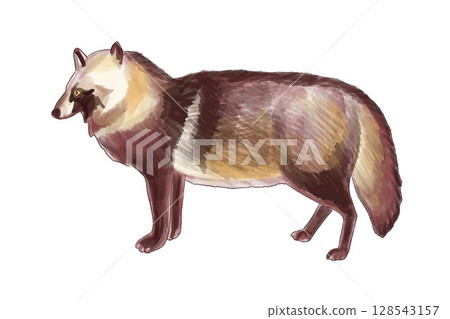 站立的狸貓 128543157