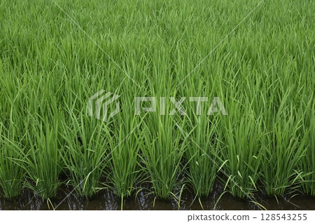 Midsummer Paddy Field Midsummer Paddy Field 128543255