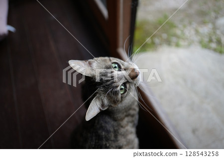 貓的銳利而美麗的眼睛 貓的銳利而美麗的眼睛 128543258