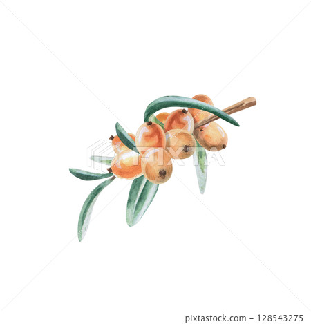Small branch with sea buckthorn berries. Isolated watercolor illustration in realistic style for design of juices, drinks, teas, tea card, printing on postcards, fabric and textiles. Small branch with sea buckthorn berries. Isolated watercolor illustration in realistic style for design of juices, drinks, teas, tea card, printing on postcards, fabric and textiles. 128543275