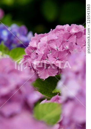 Bright pink fluffy hydrangeas wet with rain drops Bright pink fluffy hydrangeas wet with rain drops 128543363