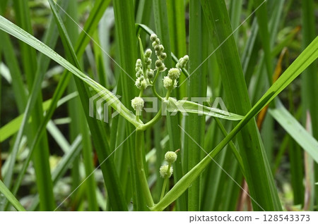 Mikuri flowers blooming in the wetlands 128543373