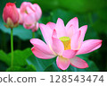 釋放負載花，蓮花，玫瑰花 128543474