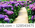 花園風景（繡球花、粉花、八仙花、滿族花、八仙花、八仙花、天滿浦花） 花園風景及散步道 128543475