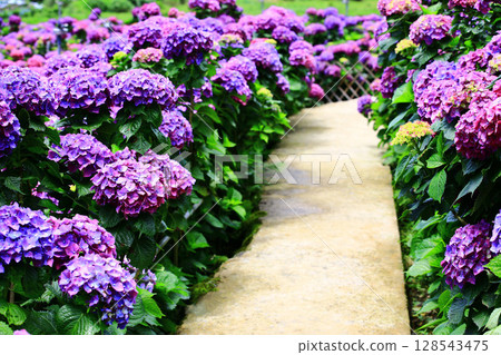 Flower garden scenery (Hydrangea, Powder flower, Eight immortal flowers, Manchu flower, Eight immortal flowers, Eight immortal flowers, Tenma ura flower) Flower garden scenery and walking path 128543475