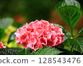 美麗的花（繡球花、粉花、八仙花、滿族花、八仙花、大八仙花、天滿浦花） 128543476