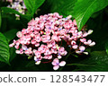 美麗的花（繡球花、粉花、八仙花、滿族花、八仙花、大八仙花、天滿浦花） 128543477