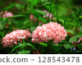 美麗的花（繡球花、粉花、八仙花、滿族花、八仙花、大八仙花、天滿浦花） 128543478