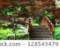 公園裡的美麗景觀和紅色楓樹與木橋 128543479
