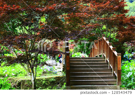 Beautiful landscape with red maple trees and wooden bridge in the park Beautiful landscape with red maple trees and wooden bridge in the park 128543479
