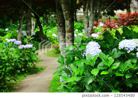 花園風景（繡球花、粉花、八仙花、滿族花、八仙花、八仙花、天滿浦花） 花園風景及散步道 128543480