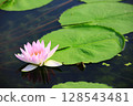 蓮花、荷花、芙蓉、菡萏、芙蓉葉 128543481