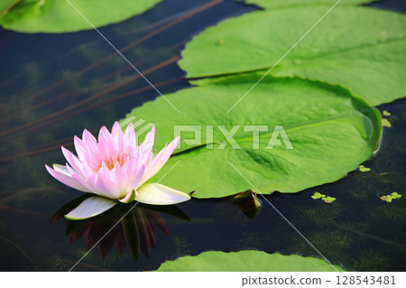 蓮花、荷花、芙蓉、菡萏、芙蓉葉 128543481