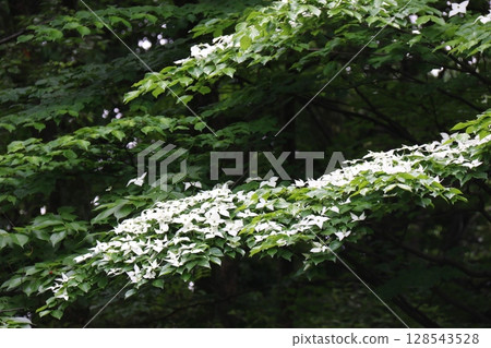 "Kousa dogwood" in Sarue Onshi Park 128543528