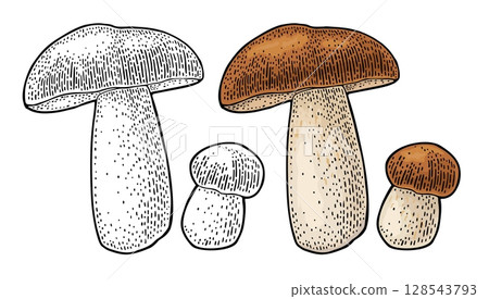 Mushroom boletus. Vintage color vector engraving illustration 128543793