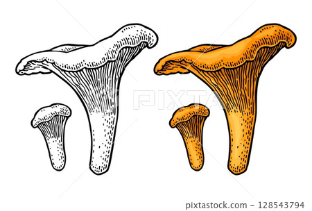Mushroom chanterelle. Vintage color vector engraving illustration 128543794