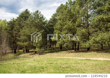 Country landscape, large green meadow in front of the pine forest, sunny day Country landscape, large green meadow in front of the pine forest, sunny day 128544210