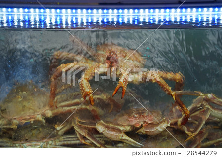 Freshly Caught Snow Crabs in Restaurant Water Tank Freshly Caught Snow Crabs in Restaurant Water Tank 128544279
