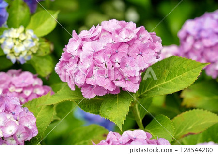 After the rain, vibrant pink hydrangeas bloom After the rain, vibrant pink hydrangeas bloom 128544280