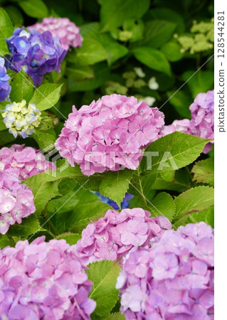 After the rain, vibrant pink hydrangeas bloom 128544281