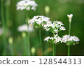 美麗的大白菜花 128544313