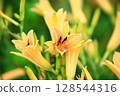 斷金針花 128544316