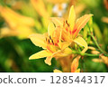 斷金針花 128544317