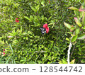 A female swallowtail butterfly sucking nectar from a hibiscus flower 128544742