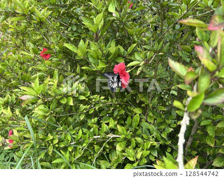 A female swallowtail butterfly sucking nectar from a hibiscus flower 128544742