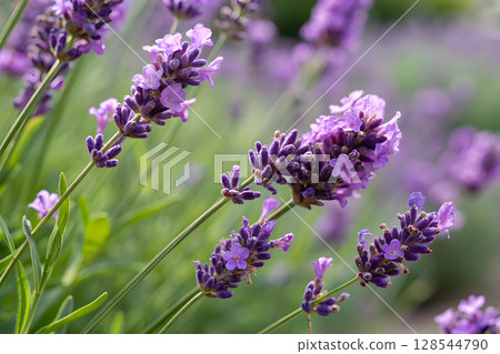 lavender flowers in the garden 128544790
