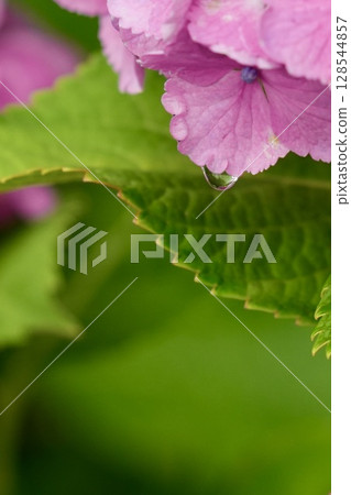 Close-up of shiny droplets on pink hydrangea petals 128544857