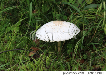 巨大的白色卡拉卡佐竹 128544909