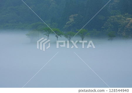Trees in the mist Trees in the mist 128544940