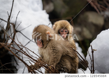 Baby monkeys walking 128545084