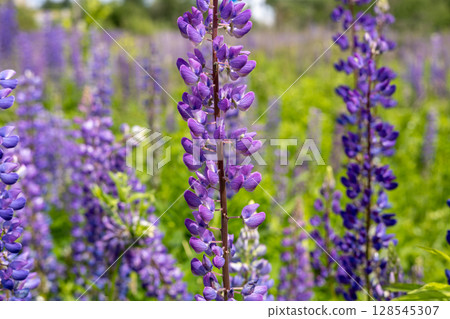 Purple wildflowers fill the meadow, swaying gently in the spring breeze under the bright sunshine Purple wildflowers fill the meadow, swaying gently in the spring breeze under the bright sunshine 128545307