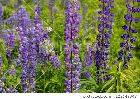 Colorful lupine flowers stand tall in a verdant field, showcasing various shades of purple against a bright, sunny sky Colorful lupine flowers stand tall in a verdant field, showcasing various shades of purple against a bright, sunny sky 128545308