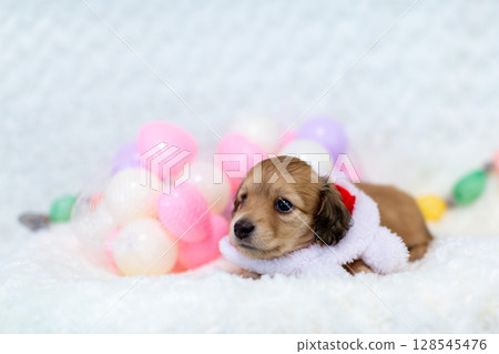 Kaninchen Dachshund puppy, 1 month old Kaninchen Dachshund puppy, 1 month old 128545476