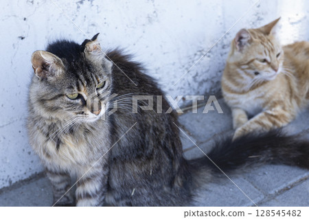 A photo of a pair of stray cats I found on the island of Cyprus, looking in the same direction 128545482