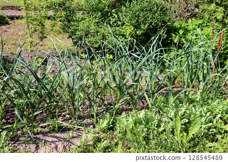 A bed of green onions in a vegetable garden A bed of green onions in a vegetable garden 128545489