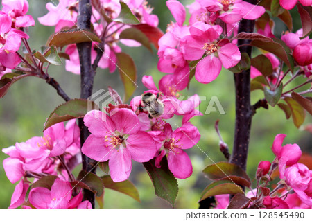 A light bumblebee pollinates a pink flower on an apple tree of the Kitayka Krasnomyasaya variety A light bumblebee pollinates a pink flower on an apple tree of the Kitayka Krasnomyasaya variety 128545490