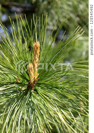 Blossoming cedar conifer branch with candle, young cone - vertical 128545492