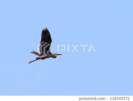 A great blue heron in flight 128545572